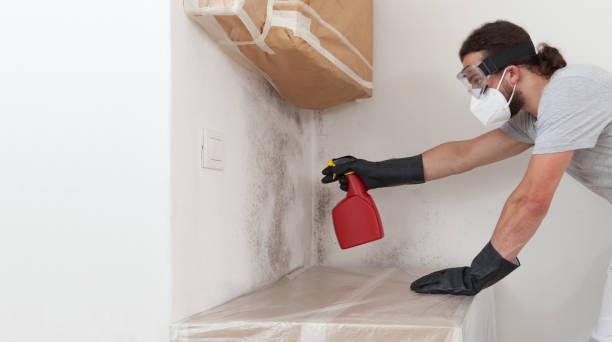Professional Basement Mold Remediation technician working in New Market, MD