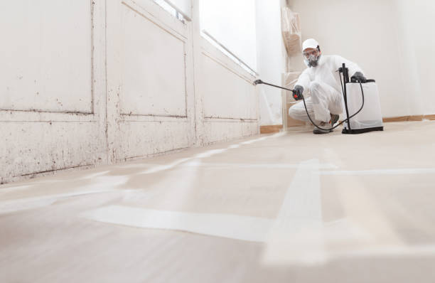 24/7 Emergency Basement Mold Remediation experts in New Market, MD
