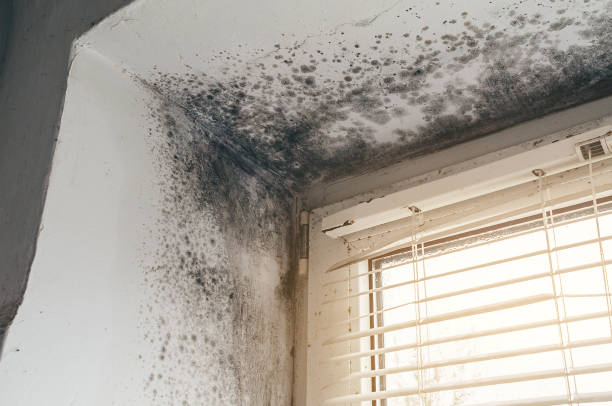 Trusted Attic Mold Removal service in New Market, MD - Cheap Mold Removal